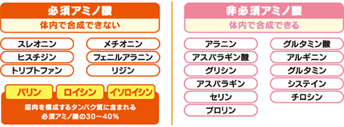 体内でのアミノ酸の働き