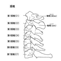 頚椎神経のお話（２）