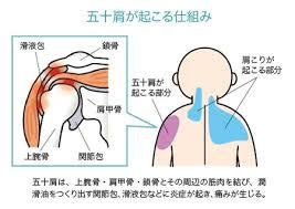 頚椎神経のお話（５）