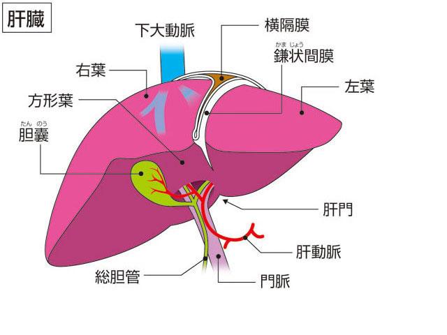 春は肝の弱りが出やすい季節です