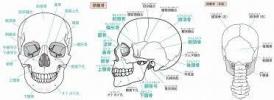 骨盤と頭蓋骨の関係