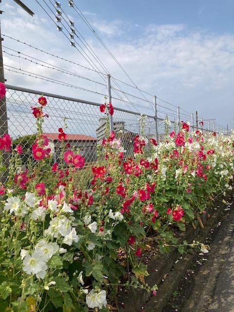 たちあおいの花が満開です。