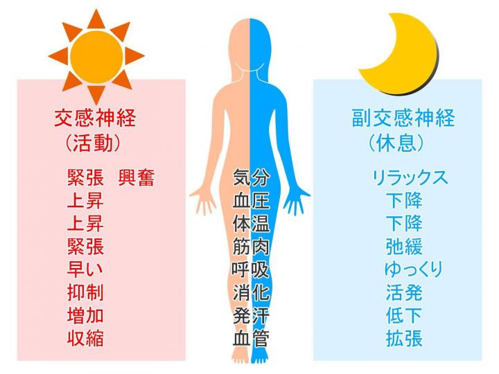 自律神経系が波動測定によって数値化されます