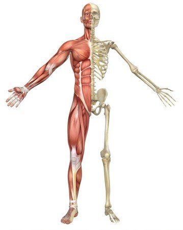 「痛い」のは骨に異常があるのではなく筋肉・関節の動きに問題がある