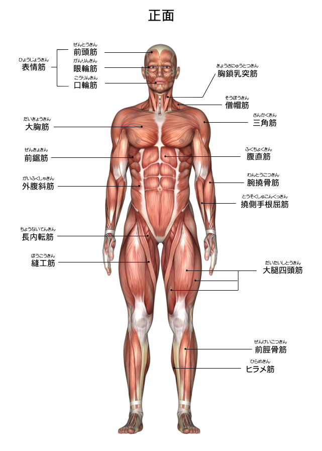 筋肉のバランスもチェックできる？